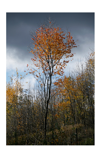 480 :: The lucky tree